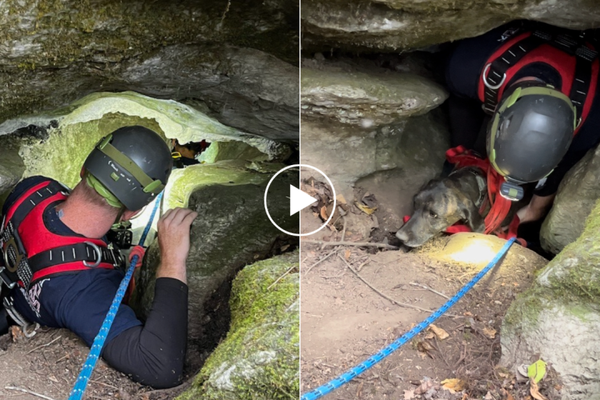 Hunting Dog Rescued After 3 Days in a Cave With a Black Bear