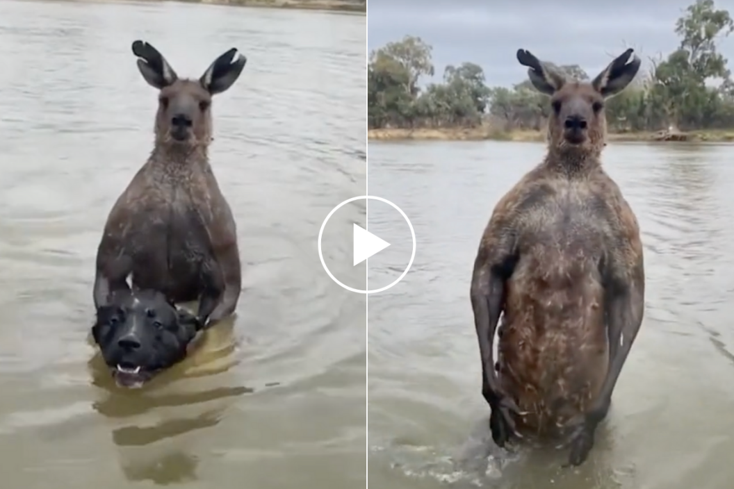Kangaroo stands in the river, attempting to drown a dog