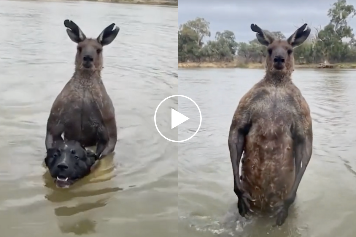 Man Punches a Kangaroo in the Face to Rescue His Dog Wide Open Spaces