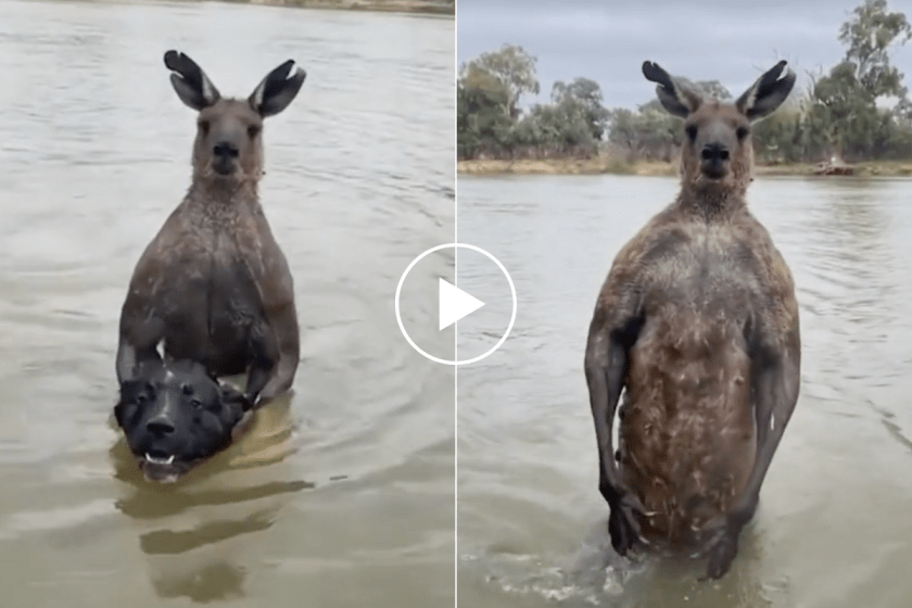 Watch Man Punches Kangaroo in the Face to Save His Dog
