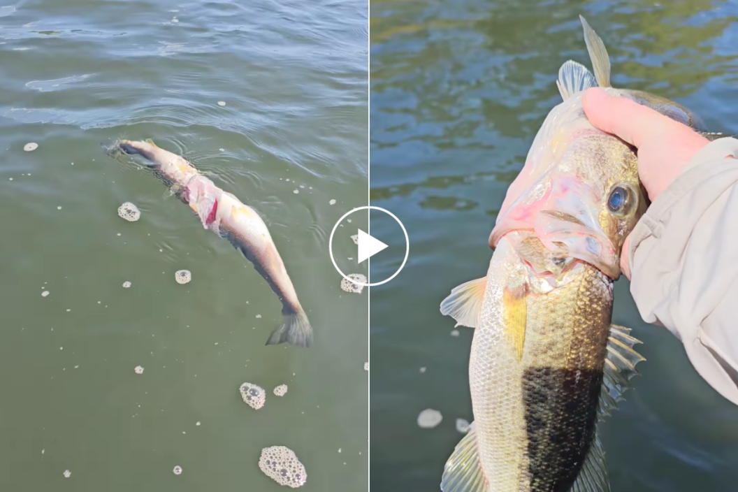 largemouth bass stuck on one another