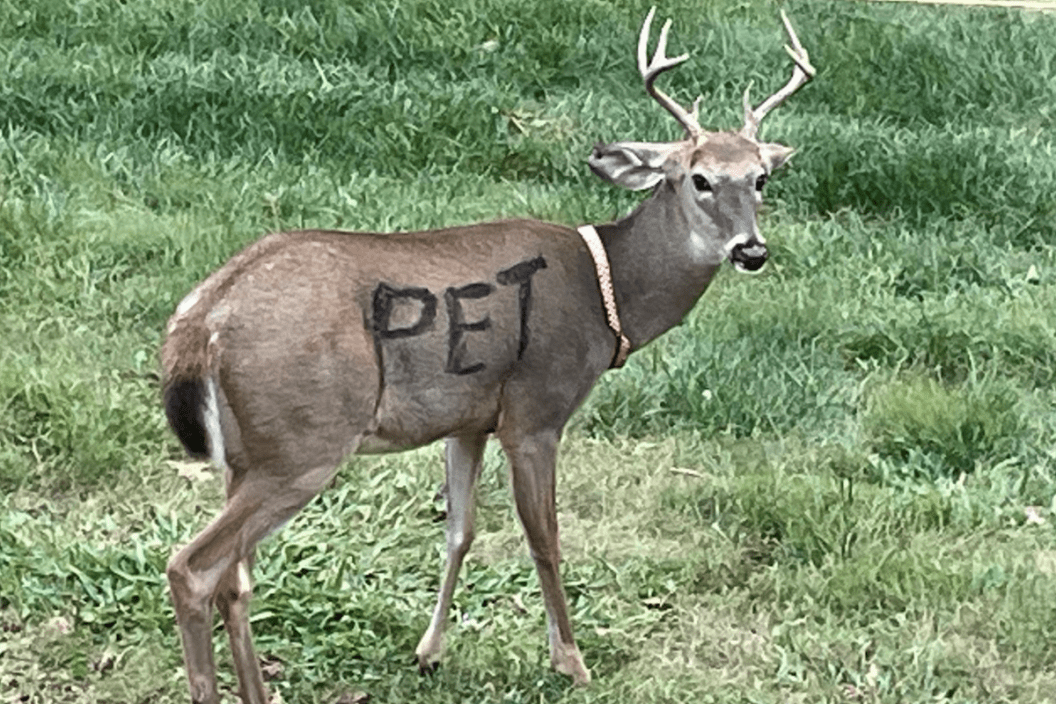 Deer stands on the grass with "pet" painted on its side.