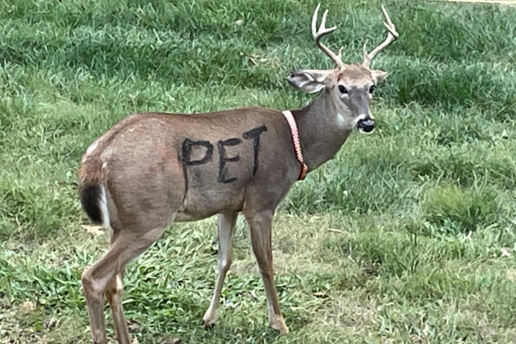 Missouri Officials Worried About Deer With "PET" Painted on Side