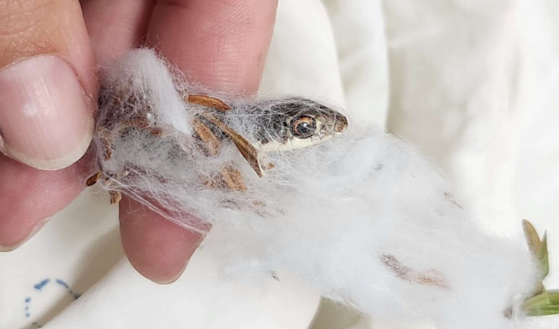 the head of a Florida black racer snake tangled in fake spiderweb Halloween decoration