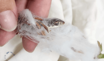Image showcasing Photos: Snake Snacking on Lizard Caught in Halloween Spiderweb