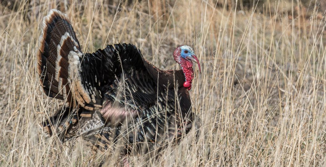 Wild Turkey Sounds to Master Before Your Next Hunt