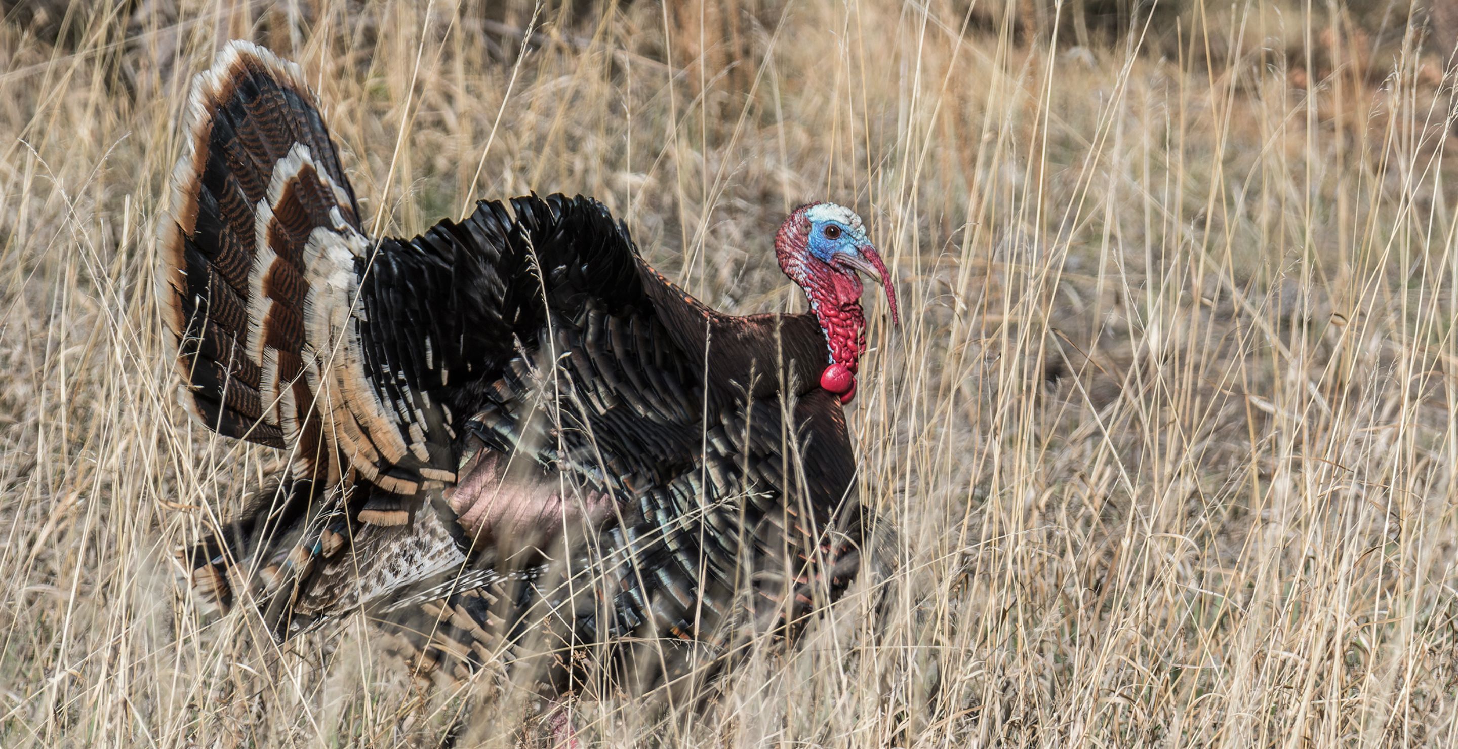 Wild Turkey Sounds to Master Before Your Next Hunt