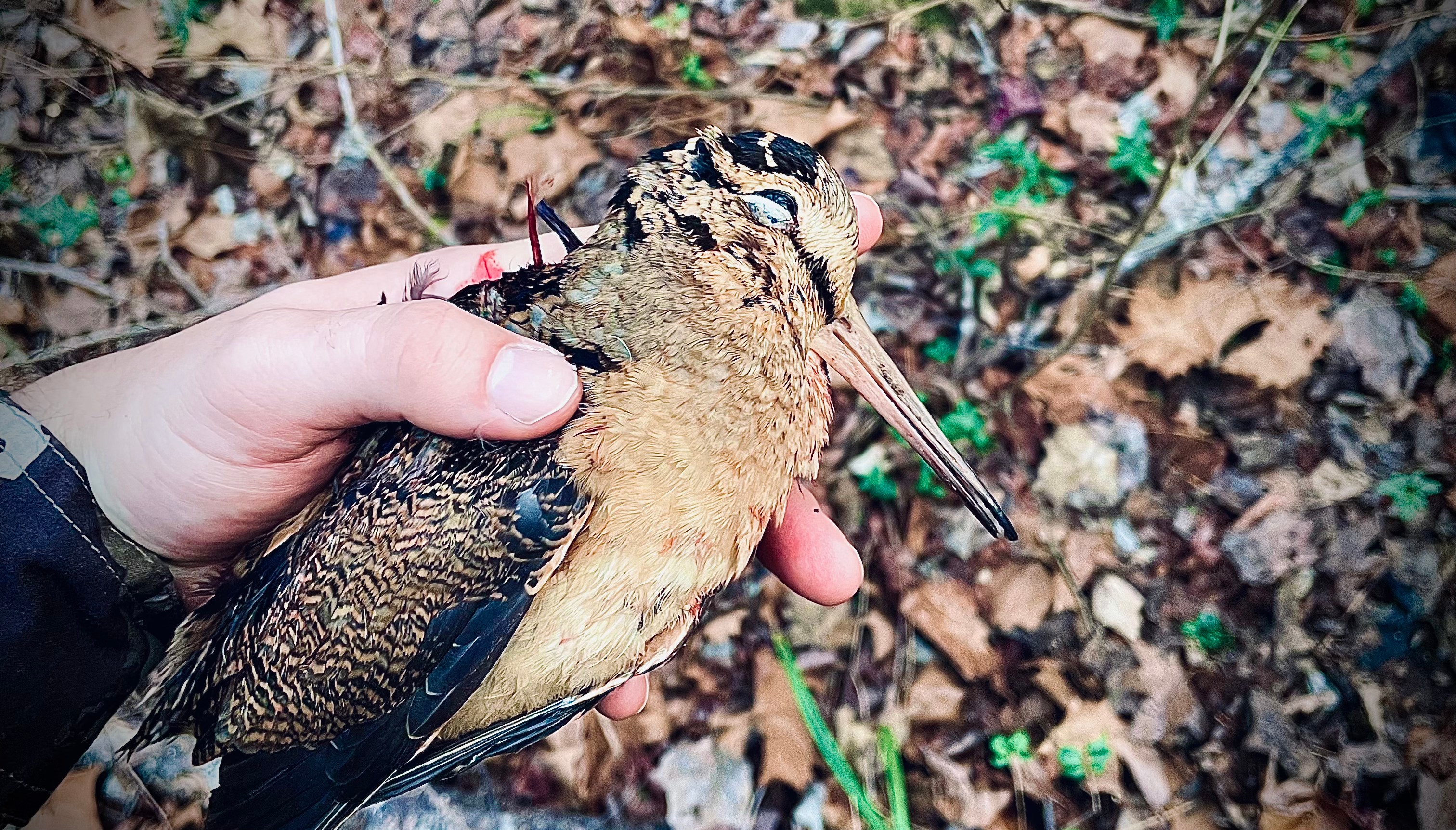 Nathan Ratchford The Best Under-the-Radar Upland Hunting Spots in the U.S.