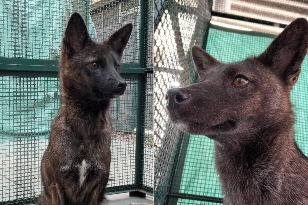 Dog-fox hybrid found in Brazil.