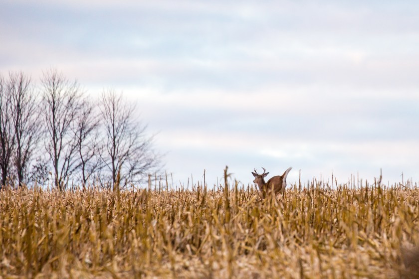 Don't be afraid to bump deer while still hunting.