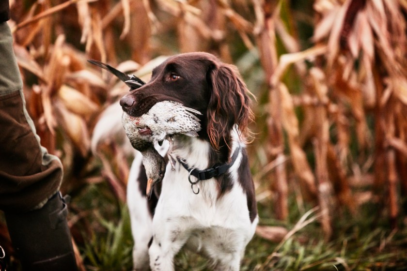 A good hunting dog can improve your upland hunting.