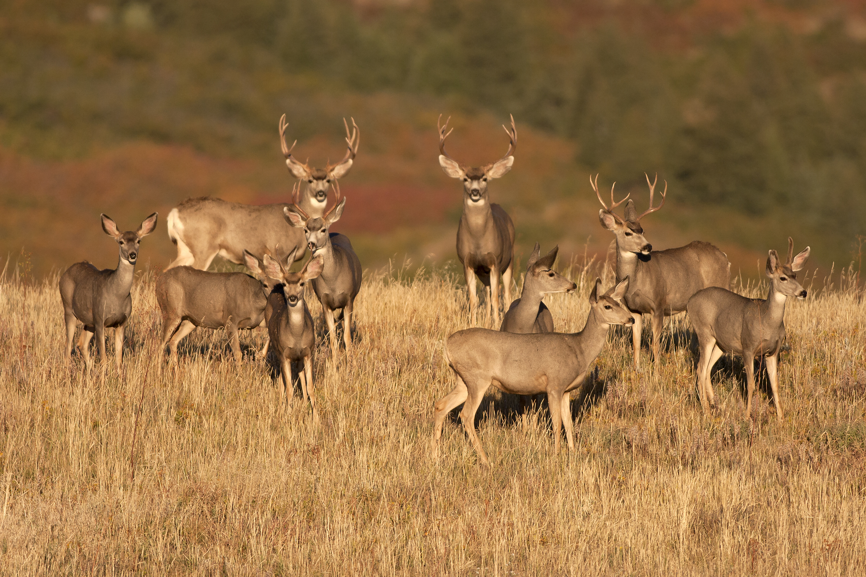 At sunrise a mule deer herd with large antlered males and females graze in tall prairie grass in Roxborough State Park, Colorado.