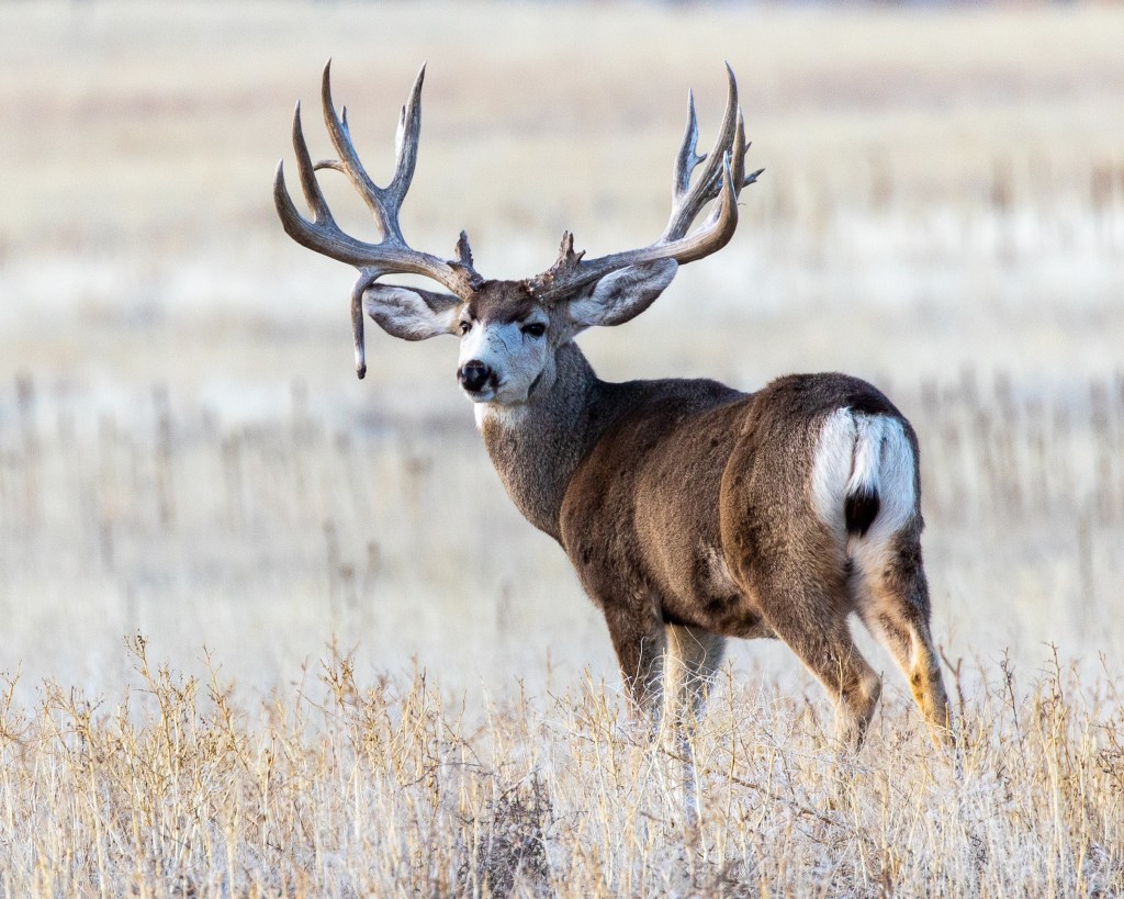 Mature mule deer buck displaying impressive antlers with a rare trait known as a drop tine