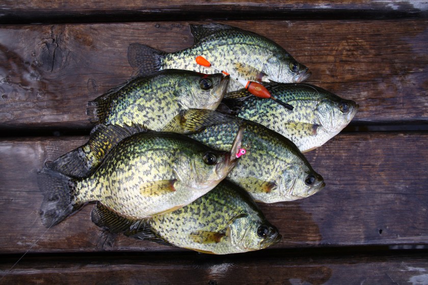 Crappie can be caught using a number of methods including jigs and live bait.