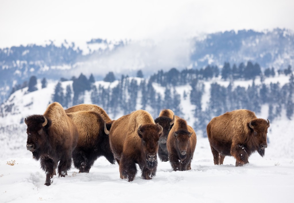 Herd of American Bison (Bos bison) in Yellowstone National Park Wyoming 