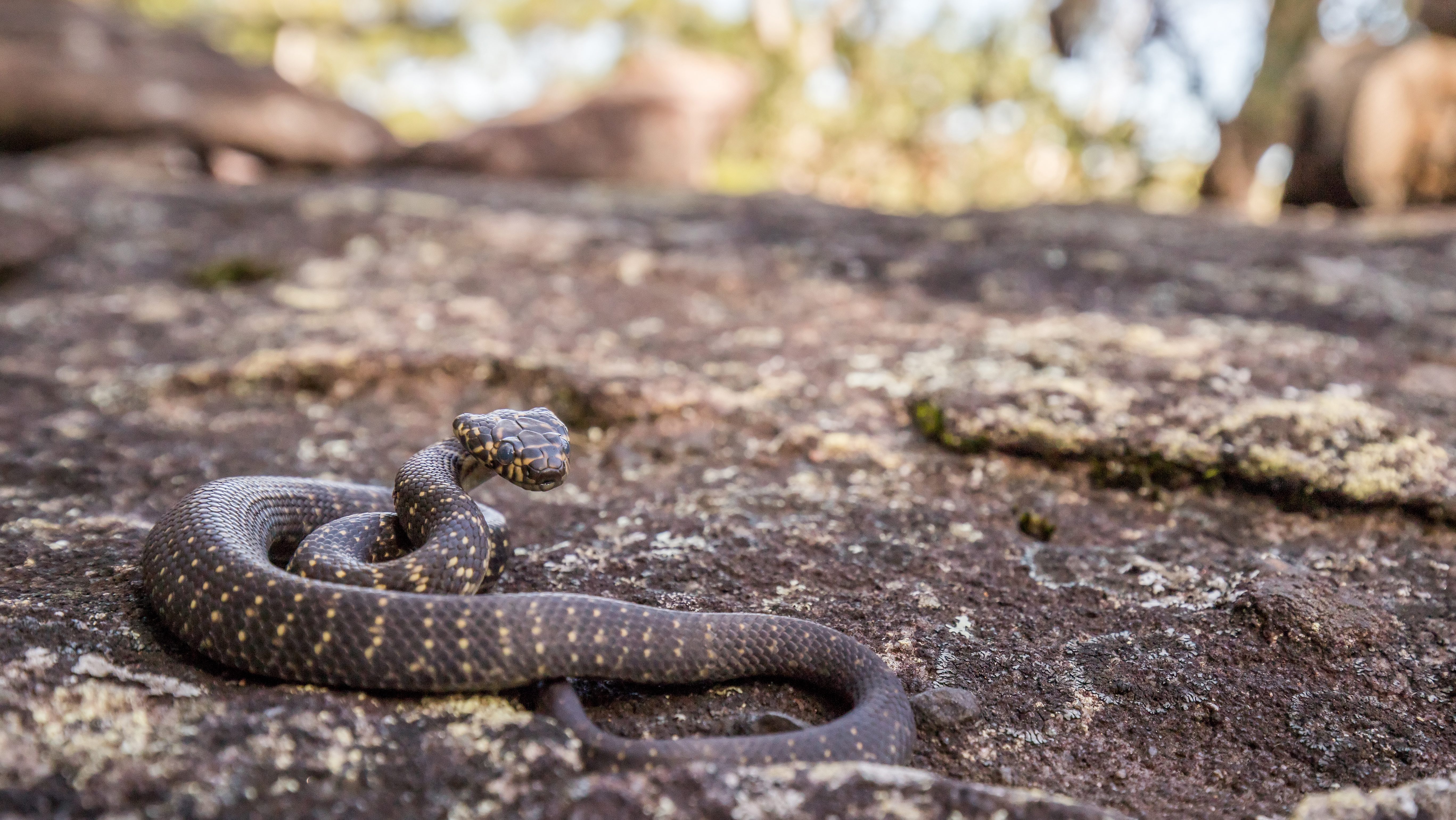 Broad-headed Snake with opaque eyes