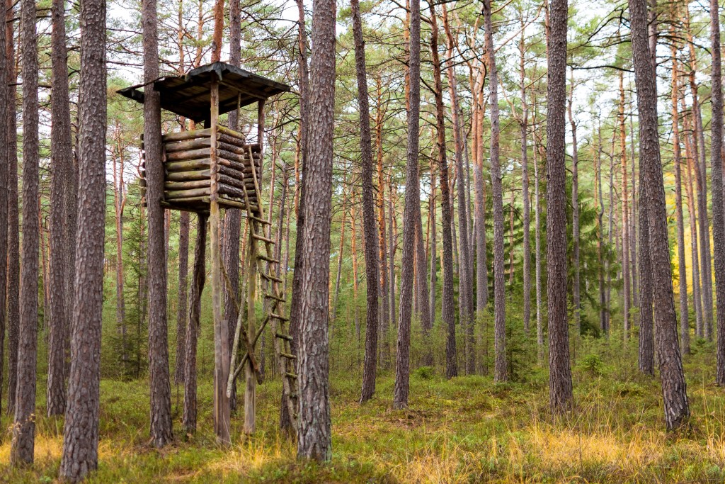 A raised hunting blind a pine forest, while autumn.