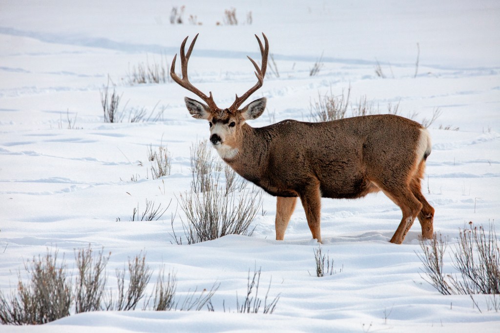 A mule deer buck shows off his rack against a wintry background.
