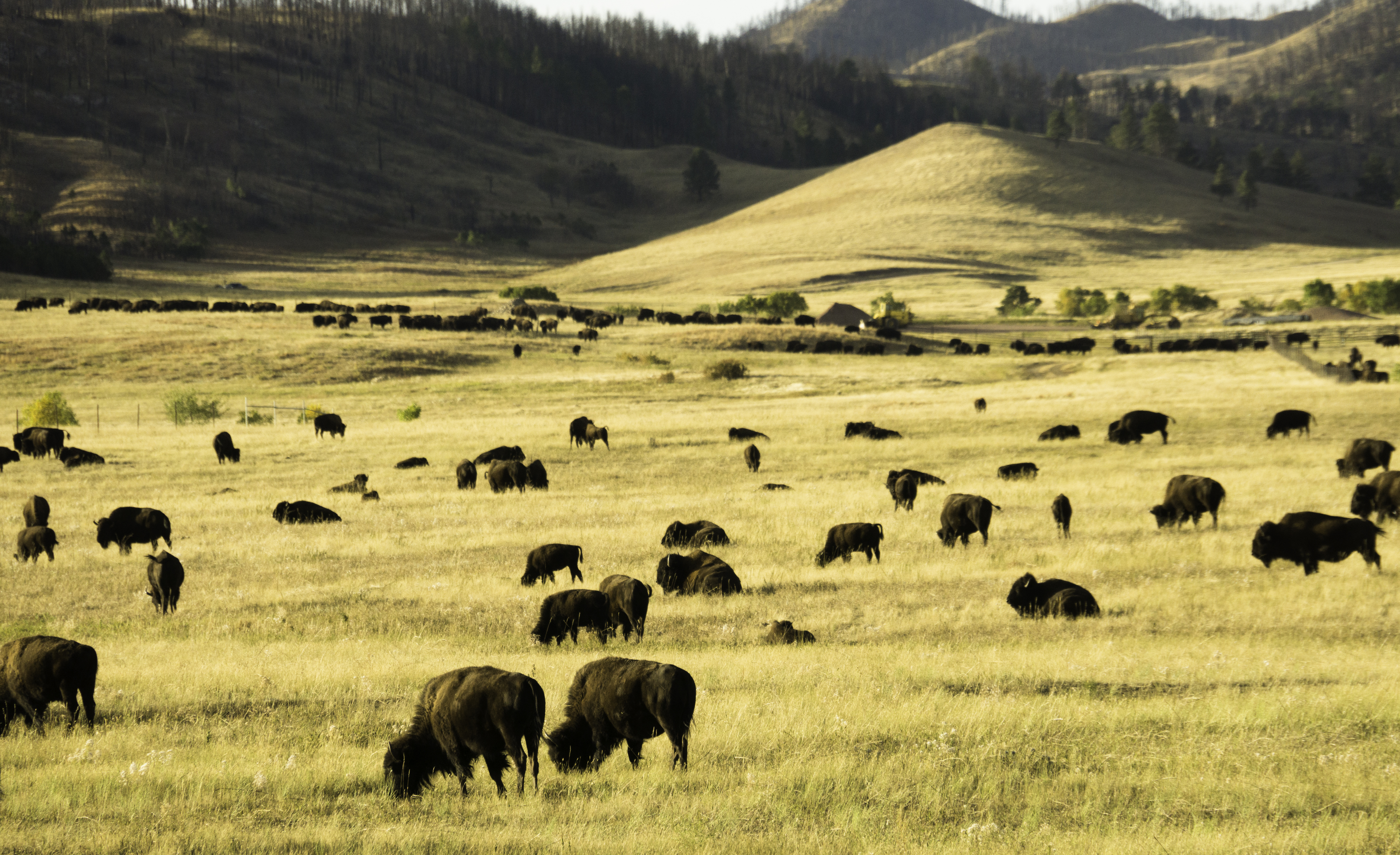 Herd of Buffalo in Custer State Park in South Dakota.