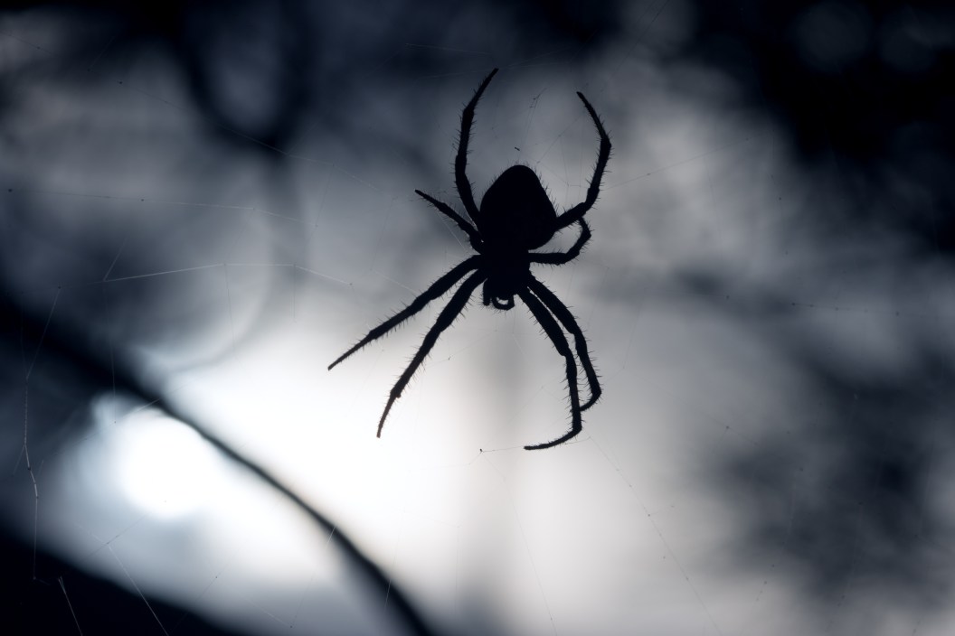 Silhouette of a big spider at night. The vegetation in the background is out of focus.