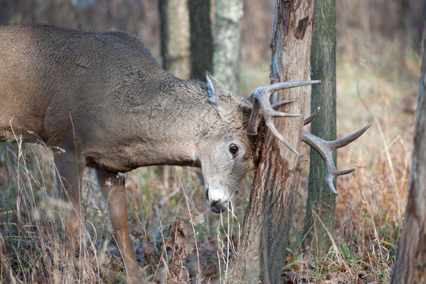A buck rub sign is a good thing to look for while still hunting.
