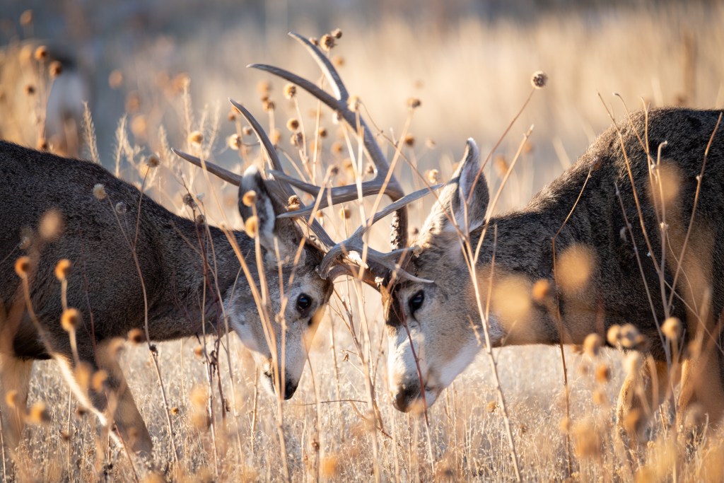 Mule deer sparring in an early spring morning