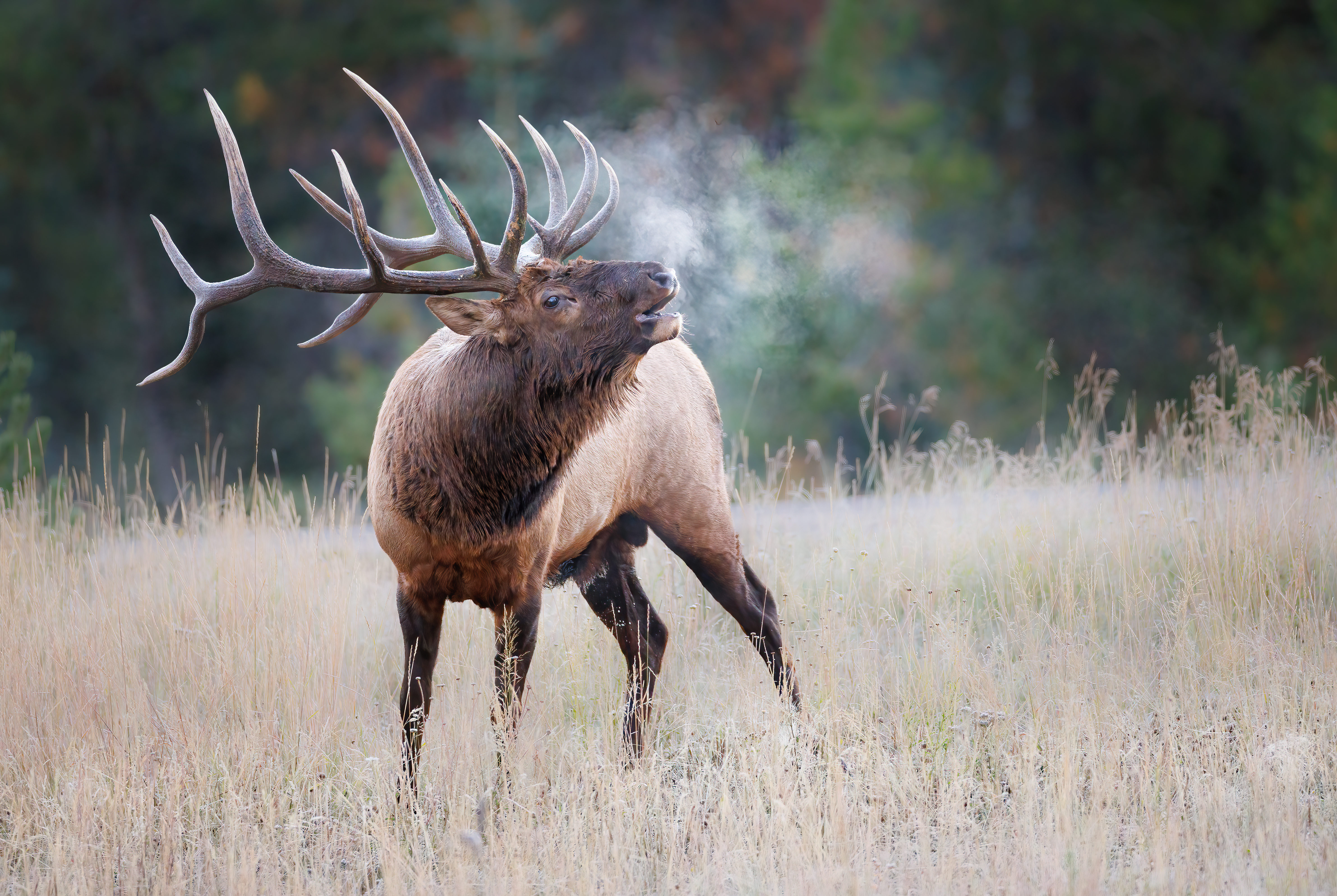 A bull elk bugling in a meadow in the early morning with its breath visible against the darkness of the coniferous trees behind it taken in Jasper National Park