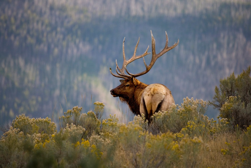Huge Bull Elk as Part of a Scenic Background.