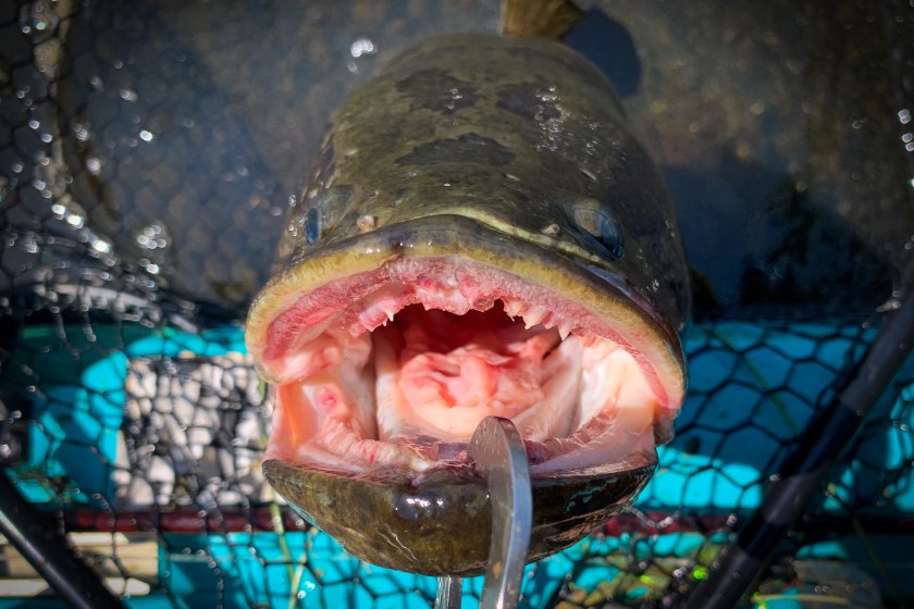 The mouth of a northern snakehead fish, an aggressive and invasive predator fish.