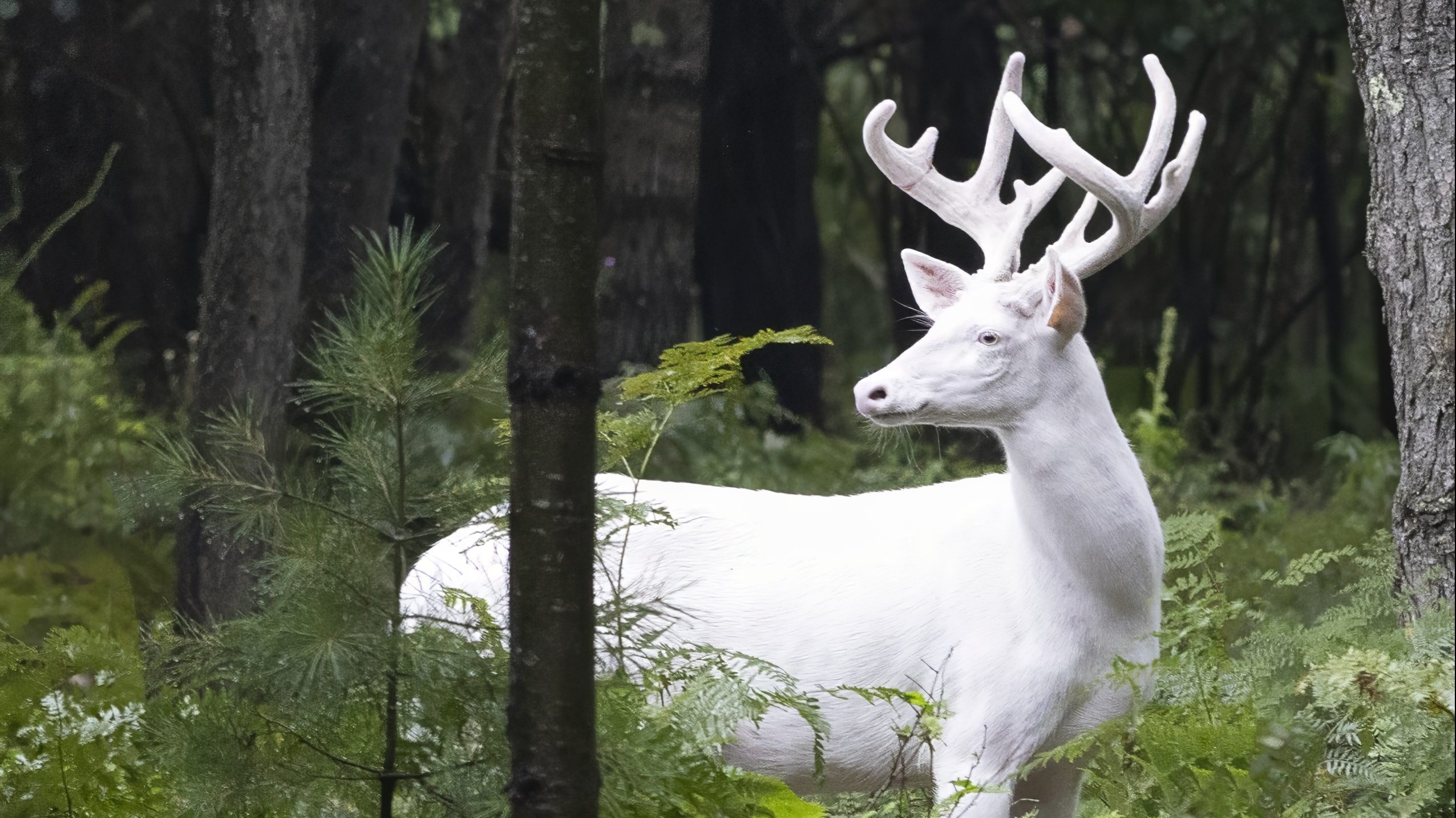 An albino white-tailed deer.