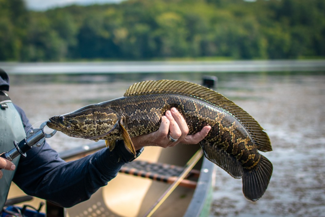 A northern snakehead caught by an angler.
