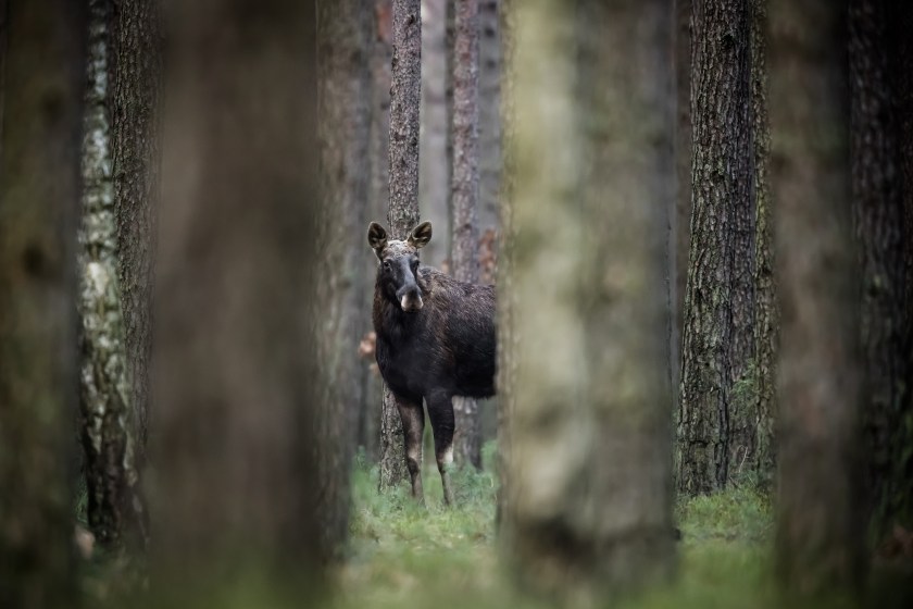 Moose in the forest