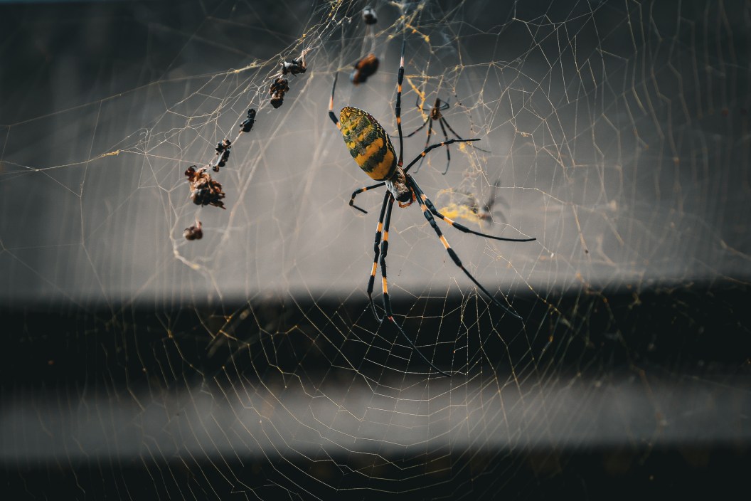 A Joro spider from the state of Georgia