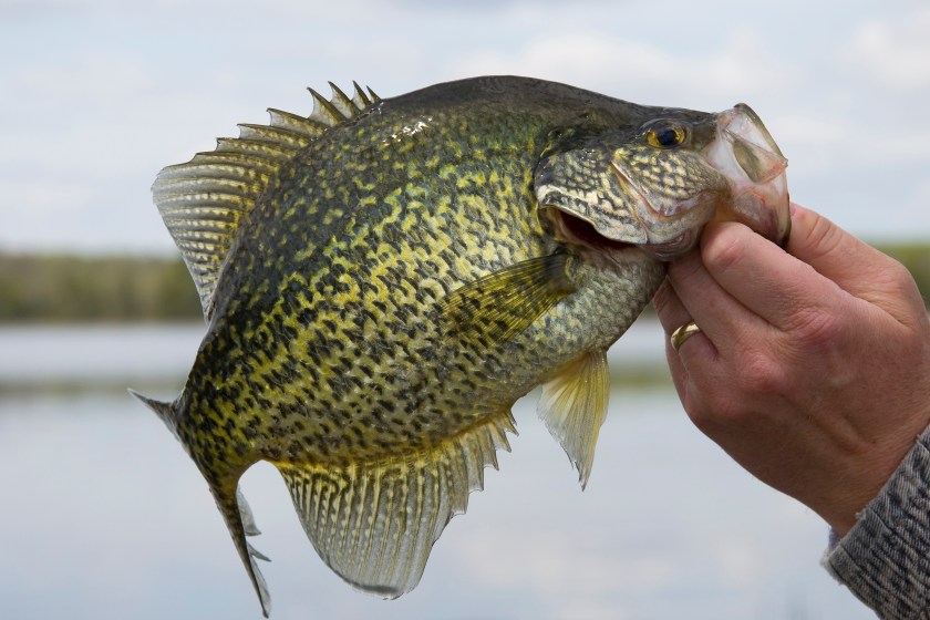 How to Fish For (and Catch!) Crappie, from a Seasoned Angler