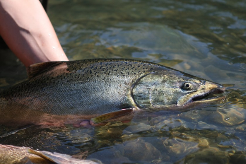 chinook salmon caught in Washington