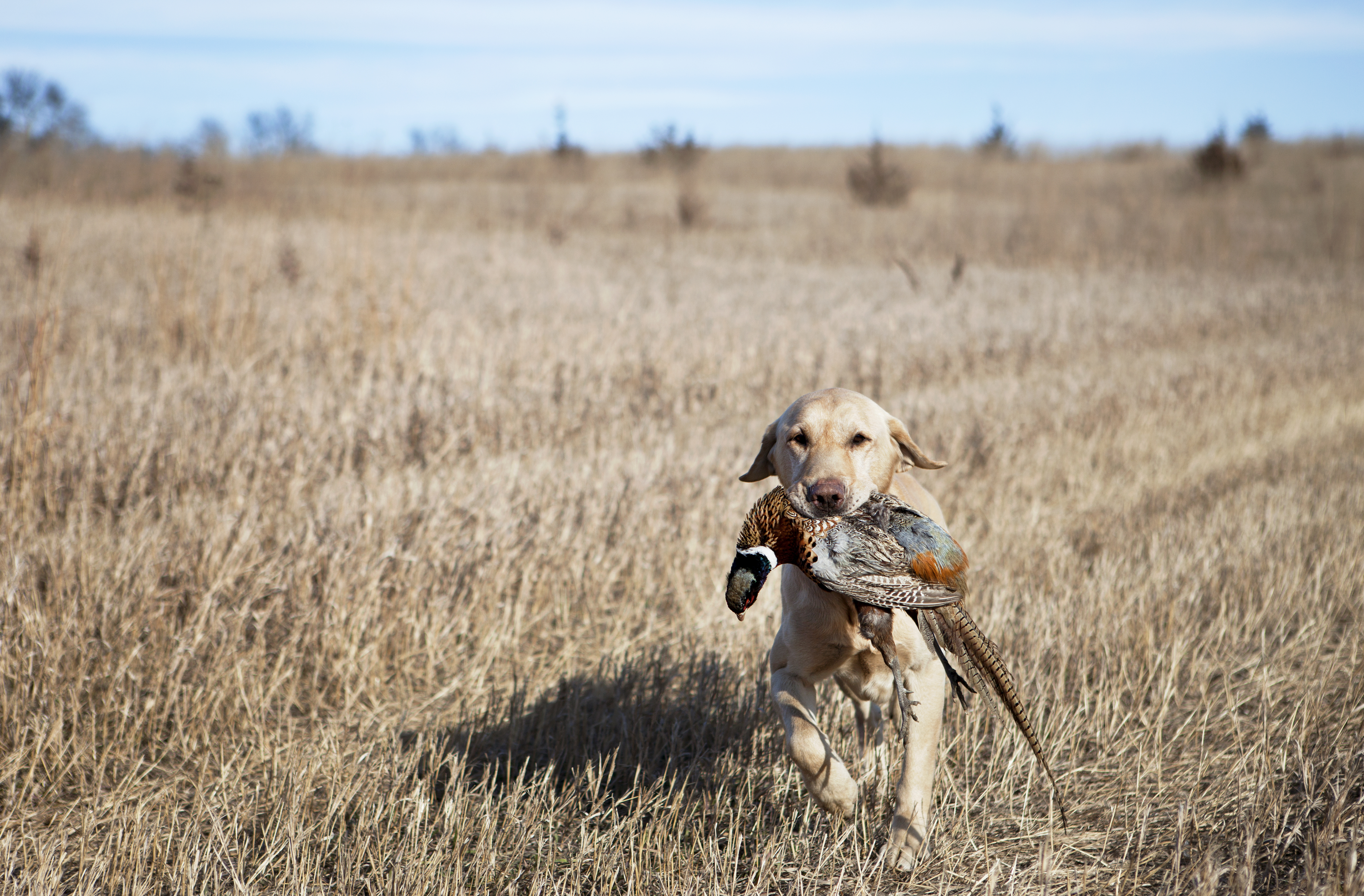 how to be a better upland hunter? Consider getting a hunting dog.