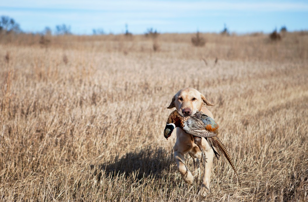 how to be a better upland hunter? Consider getting a hunting dog.