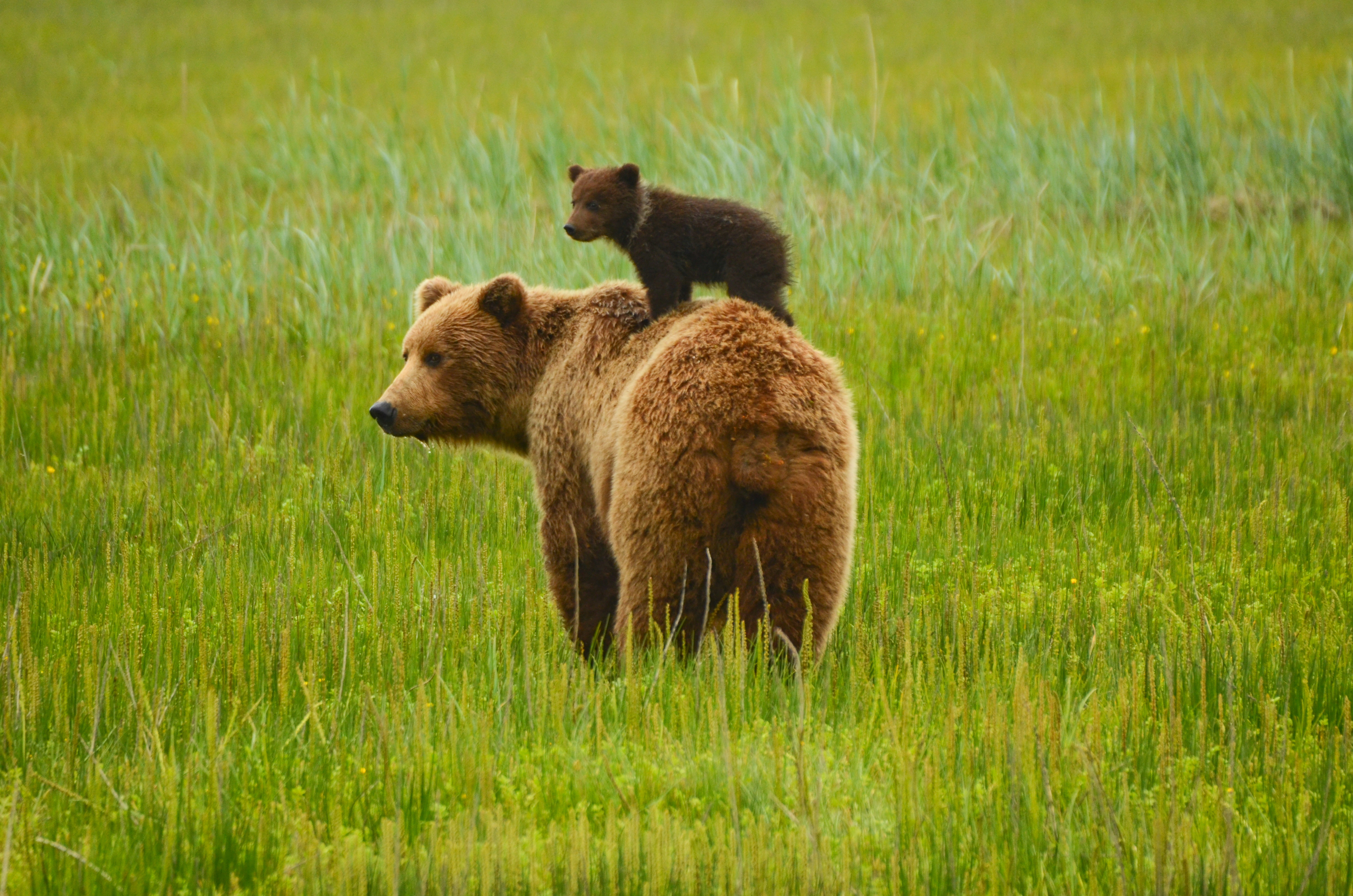 bear and cubs