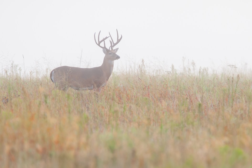 This large Whitetail Deer buck was photographed in early September on a foggy morning while he was making his way through a section of prairie.