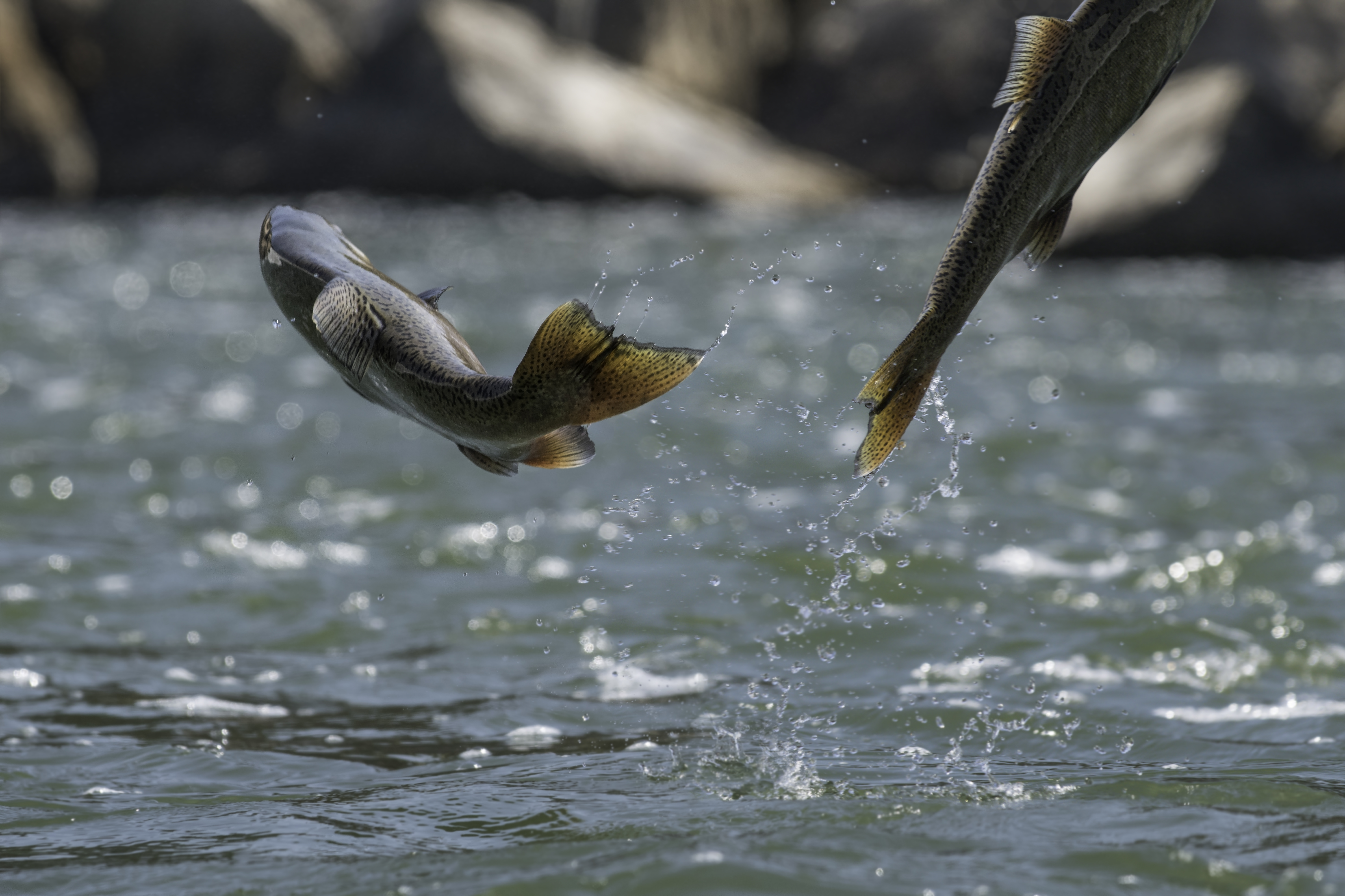 chinook salmon