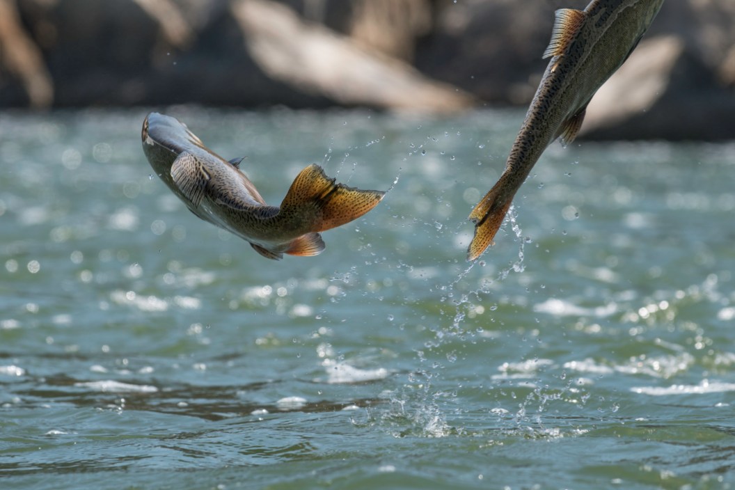 chinook salmon