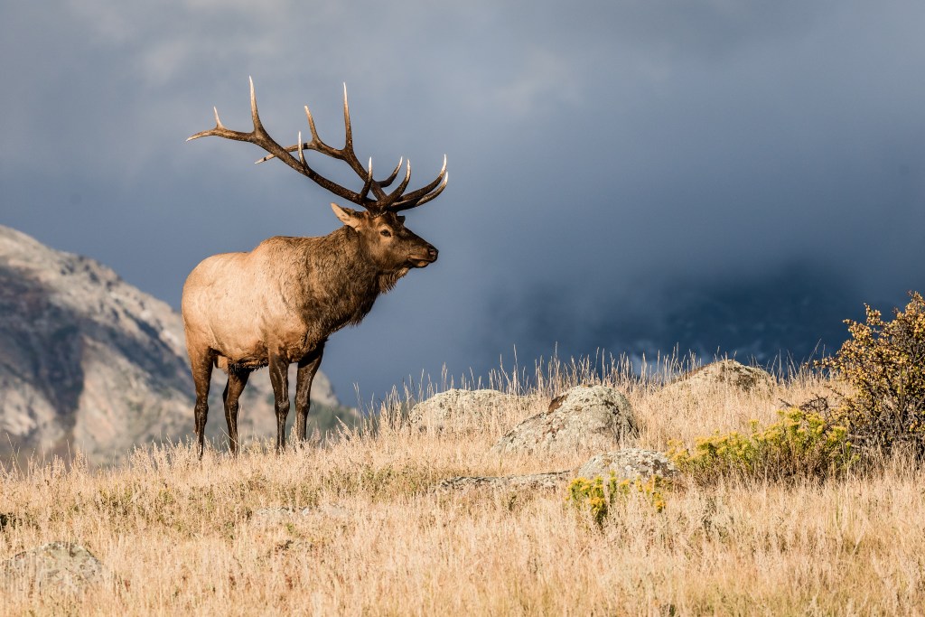 Colorado Bull Elk in Rut
