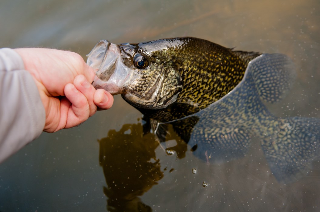 A black crappie, an angler's favorite fish