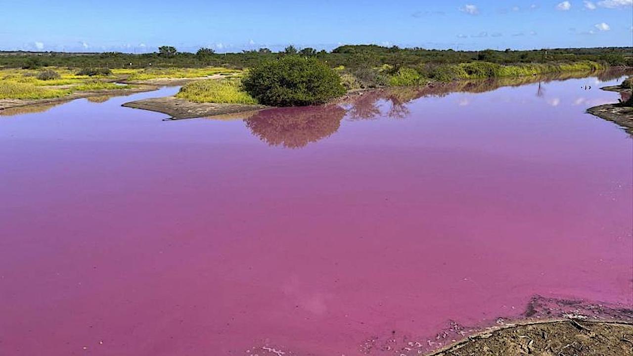 Keālia Pond turns pink