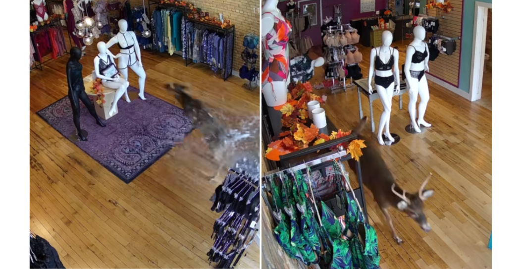 deer crashes through lingerie store in Michigan