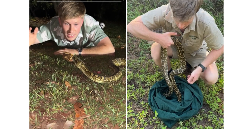 Steve Irwin's son almost bit by python