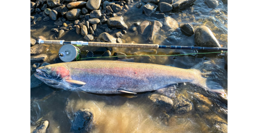 record steelhead caught in Idaho