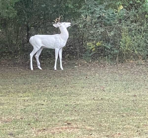 Casper the albino deer.