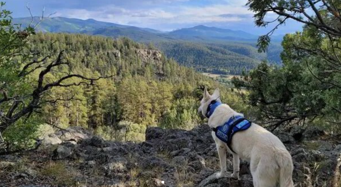 K9 rescue dog with taos search and rescue