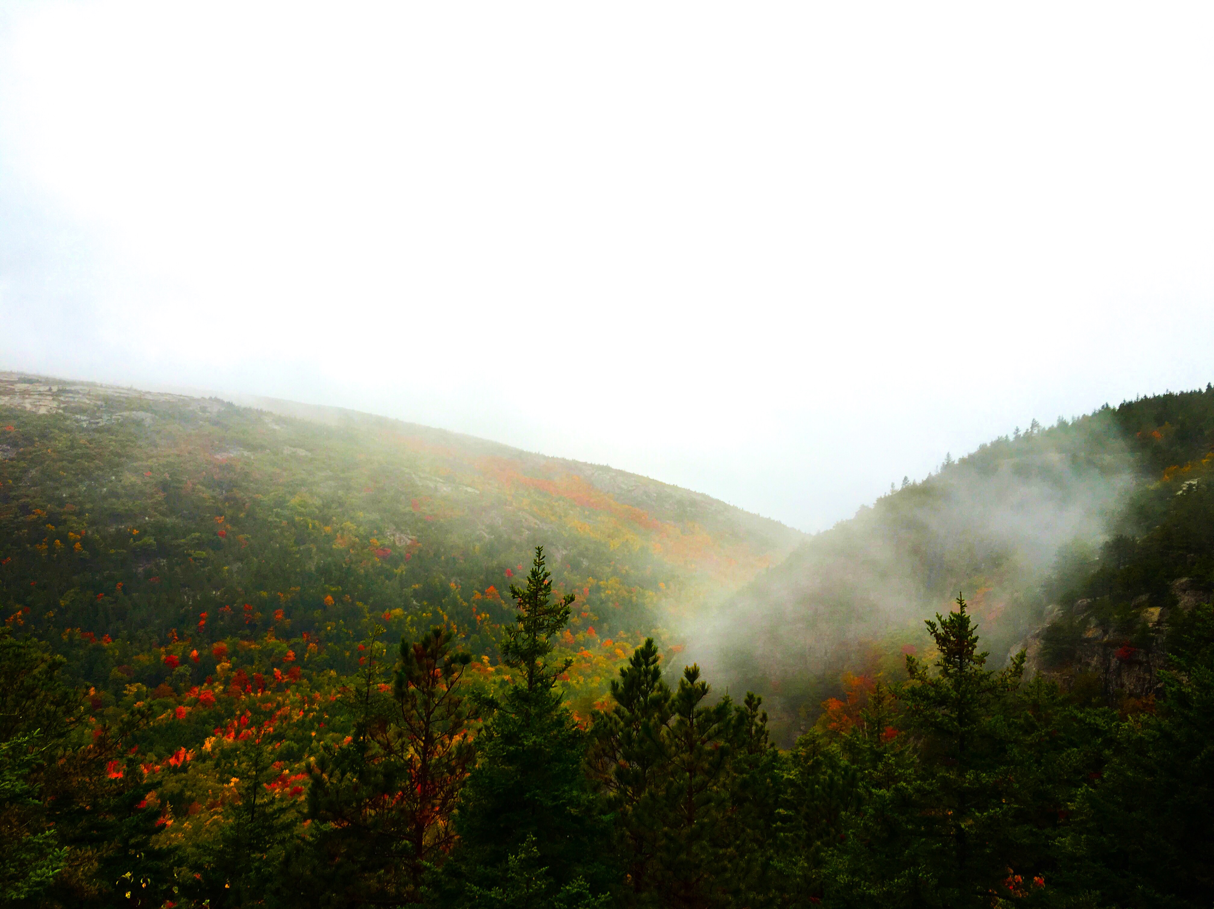 Northwest Montana Foggy Forest